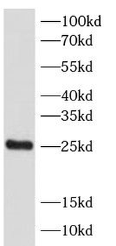 SPA17 Antibody