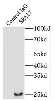 SPA17 Antibody