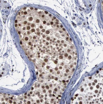 SPAG5 Antibody