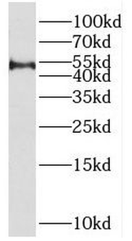 SPAG6 Antibody