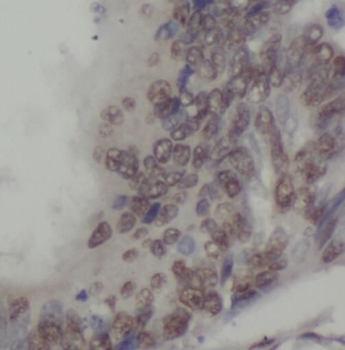 SPAG7 Antibody