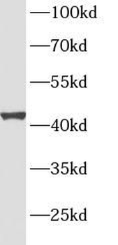 SPATA1 Antibody