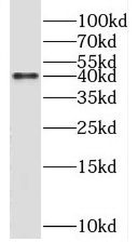 SMS Antibody