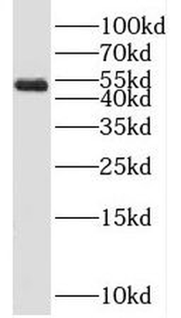 CBY2 Antibody