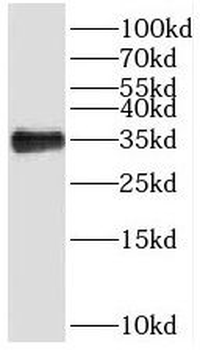 SPI1 Rabbit Polyclonal Antibody