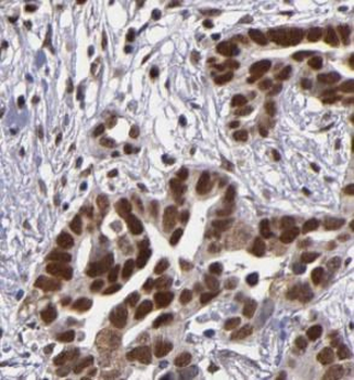SPIN1 Antibody