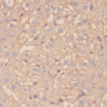 SPINK9 Antibody