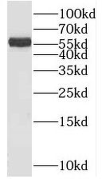 SPIRE2 Rabbit Polyclonal Antibody