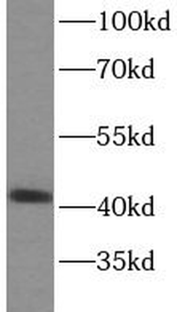 SPOP Antibody