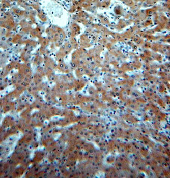 HM13 Antibody