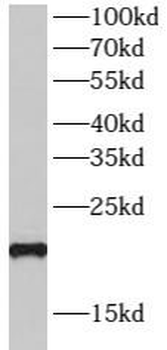 SPRR3 Antibody