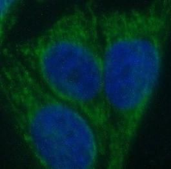 SPRR3 Antibody
