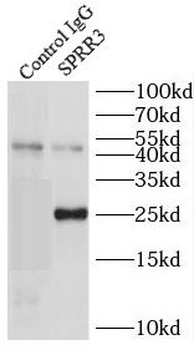 SPRR3 Antibody