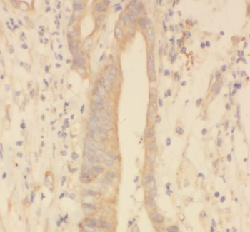 SPRR3 Antibody
