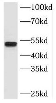SPZ1 Rabbit Polyclonal Antibody