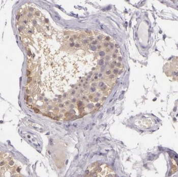 SPZ1 Rabbit Polyclonal Antibody