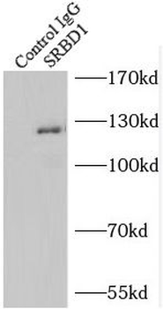 SRBD1 Rabbit Polyclonal Antibody