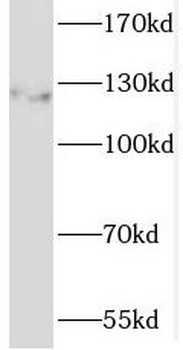 SREBF1 Antibody
