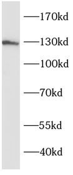 SRGAP1 Antibody