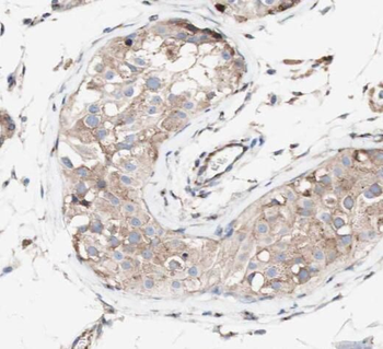 SRGAP1 Antibody