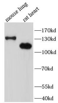 SRGAP2 Antibody