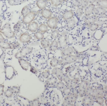 SRGAP2 Antibody