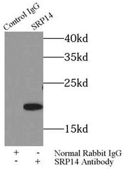 SRP14 Antibody