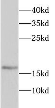 SRP19 Antibody
