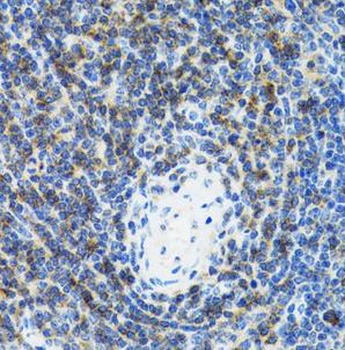 SRP19 Antibody