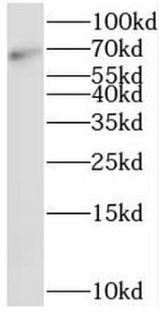 SRP68 Antibody
