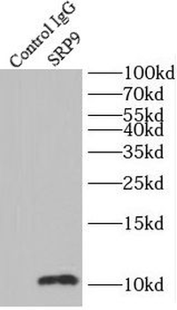 SRP9 Antibody