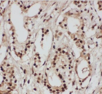 SRP9 Antibody