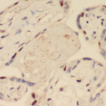 SRPX2 Antibody