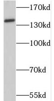 SRRM1 Antibody