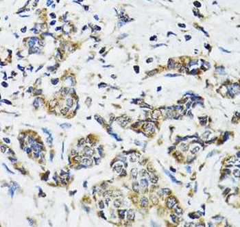 SSBP1 Antibody