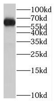 ST7L Antibody