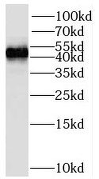 STAC Antibody