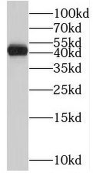 STAC2 Antibody