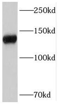 STAG2 Antibody
