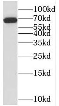 STAM2 Antibody