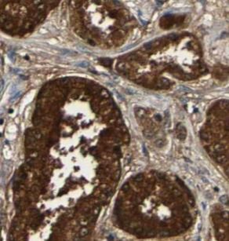 STAMBP Antibody