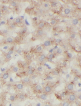 STARD10 Antibody