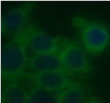 STARD5 Antibody