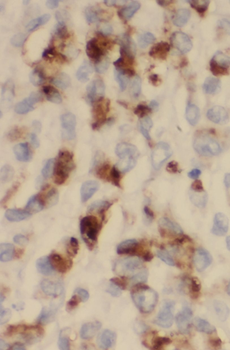 STARD8 Antibody
