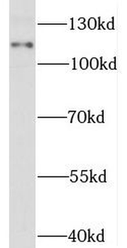 STAT2 Antibody
