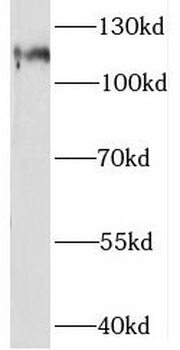 STAT2 Antibody