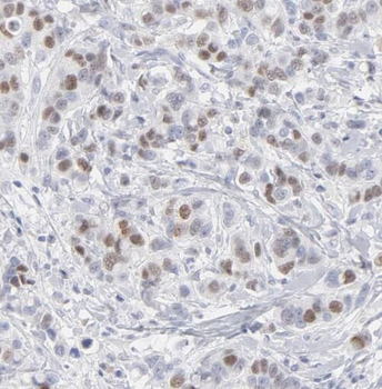 STAT2 Antibody