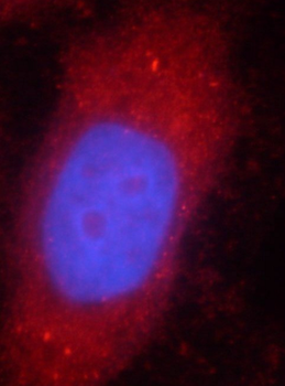 STAT3 Rabbit Polyclonal Antibody