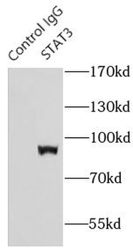 STAT3 Rabbit Polyclonal Antibody