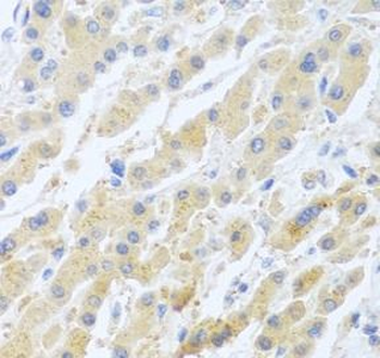 STC1 Antibody